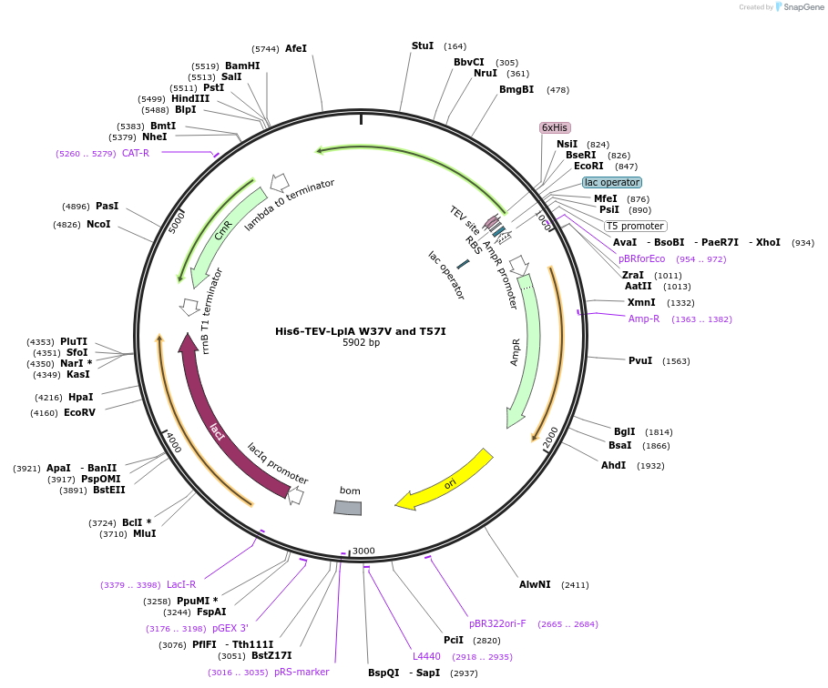 248818-plasmid-map-sequence-id-495671