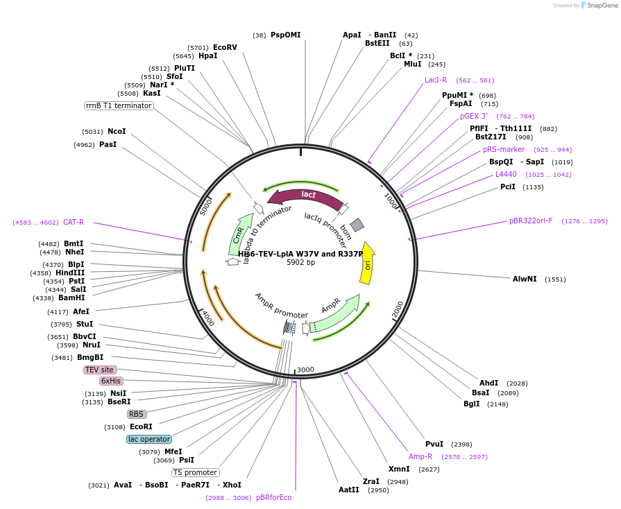 248817-plasmid-map-sequence-id-495672