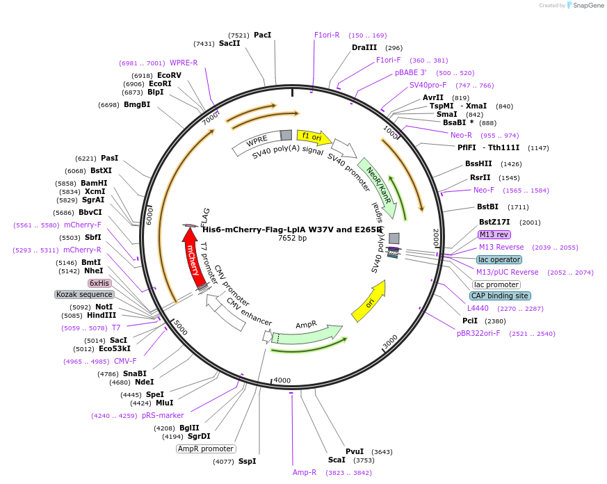 248812-plasmid-map-sequence-id-495673