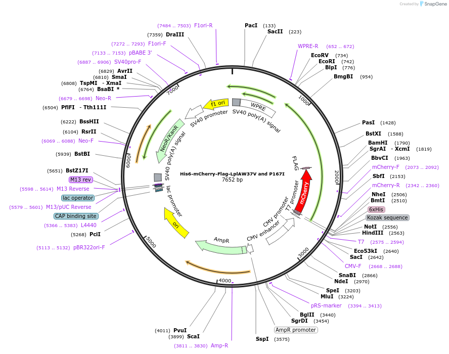 248804-plasmid-map-sequence-id-495677