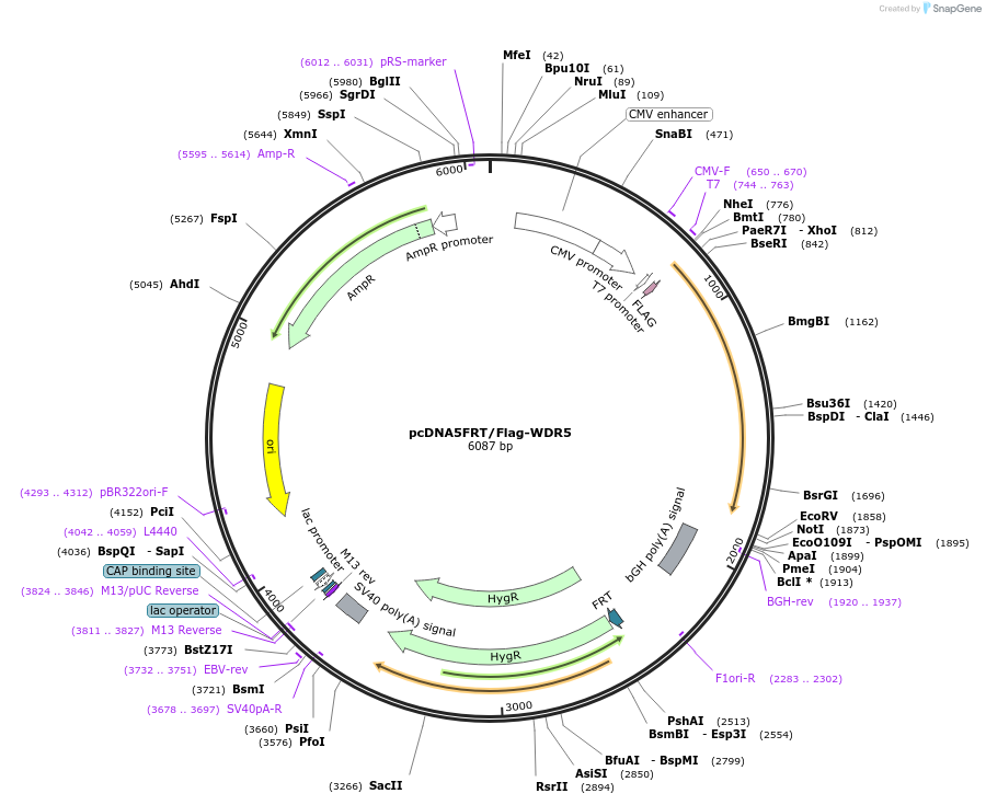 29759-plasmid-map-sequence-id-495678