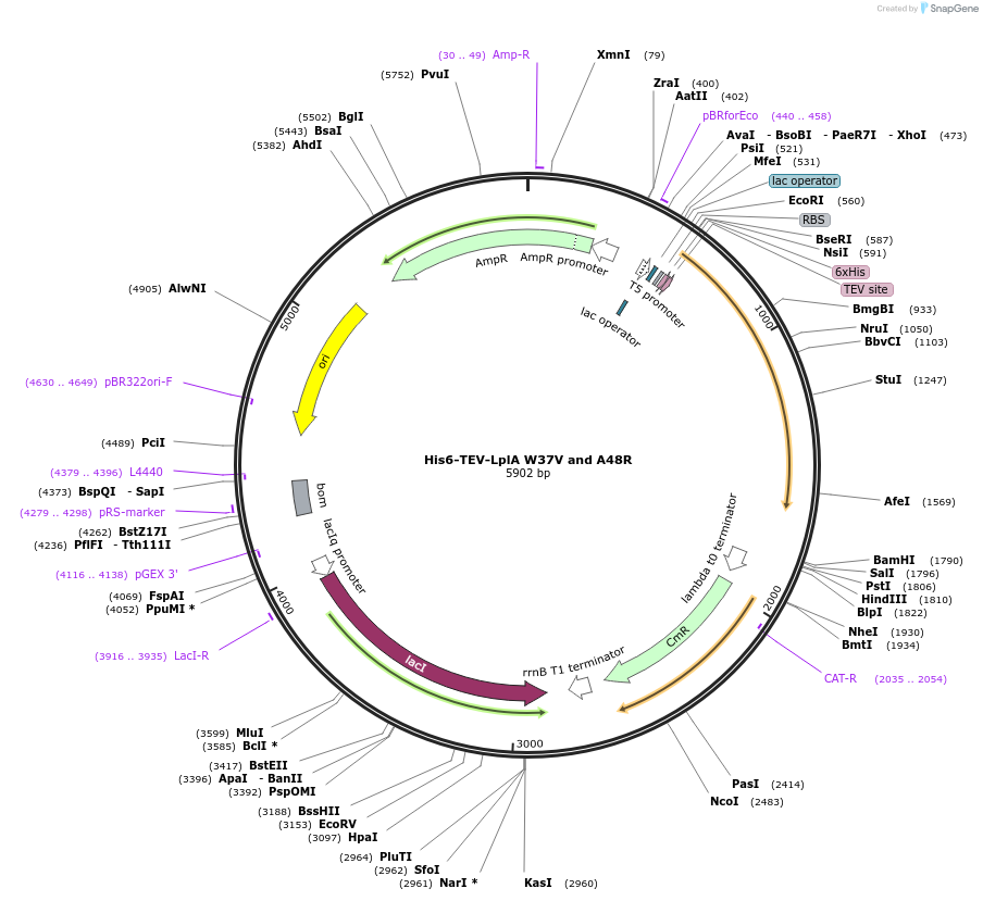 248821-plasmid-map-sequence-id-495679
