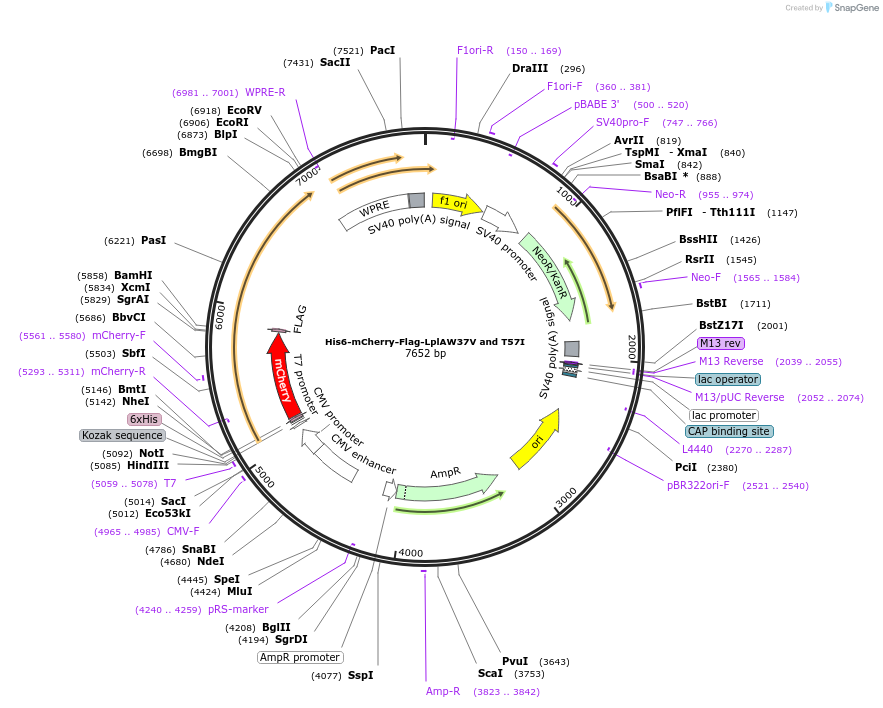 248806-plasmid-map-sequence-id-495680