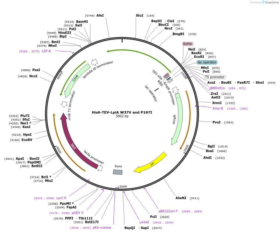 248816-plasmid-map-sequence-id-495681