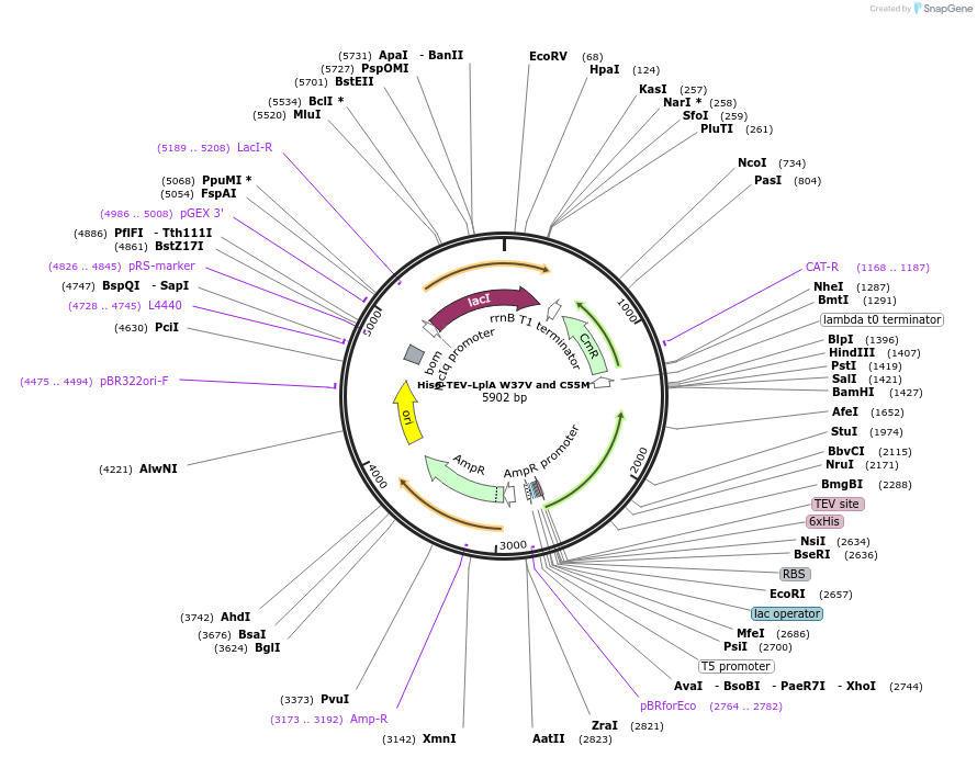 248819-plasmid-map-sequence-id-495682