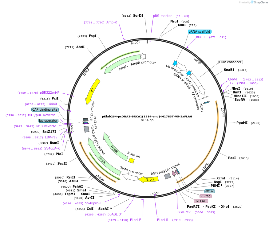 249017-plasmid-map-sequence-id-495719