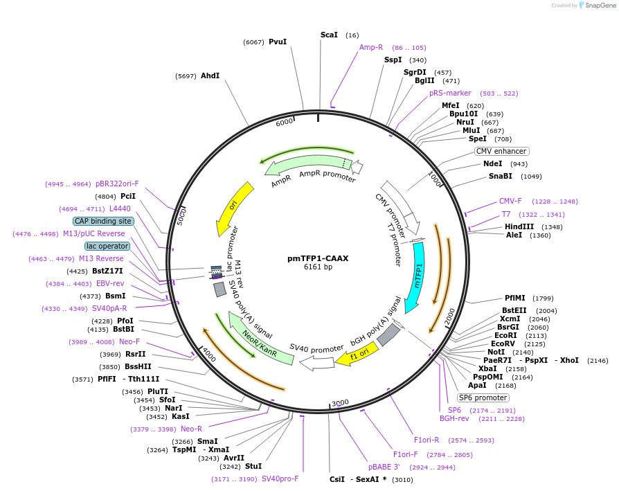 244037-plasmid-map-sequence-id-495740