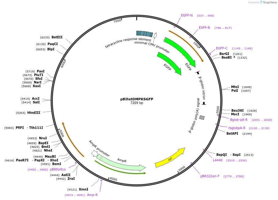 96903-plasmid-map-sequence-id-495754