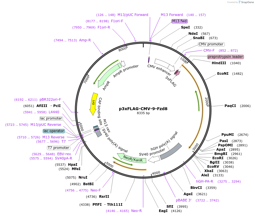 246709-plasmid-map-sequence-id-495884