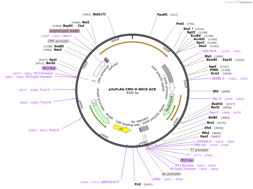 246707-plasmid-map-sequence-id-495885
