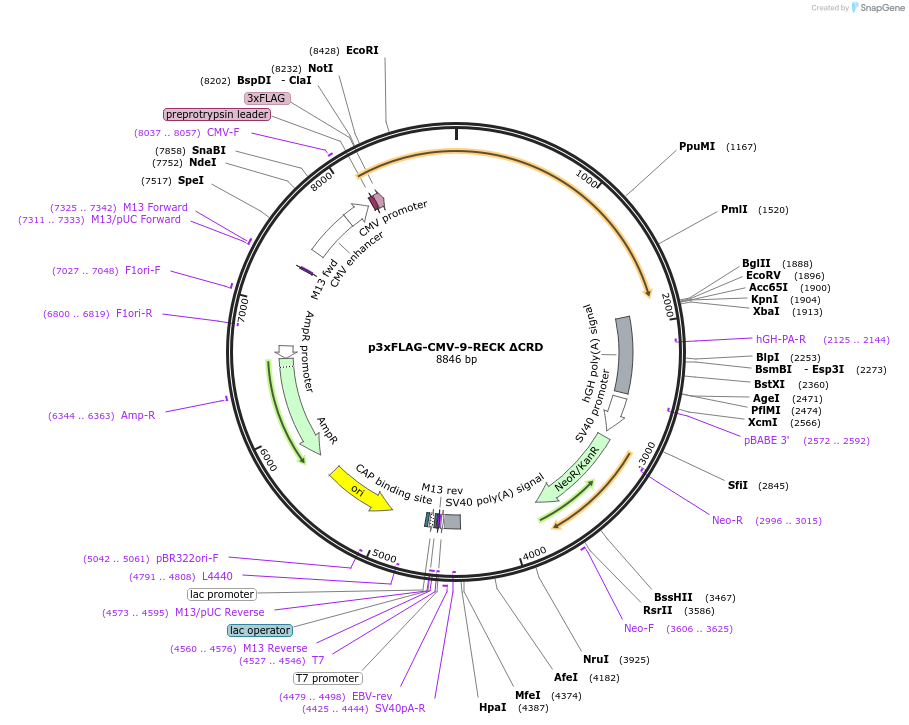 246708-plasmid-map-sequence-id-495889