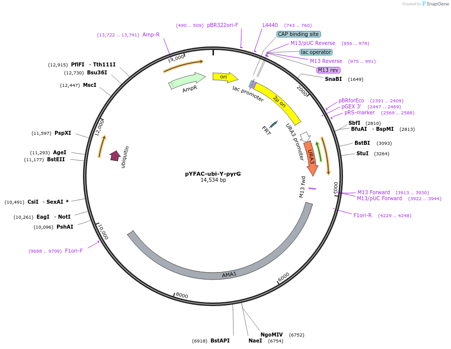 184497-plasmid-map-sequence-id-495900