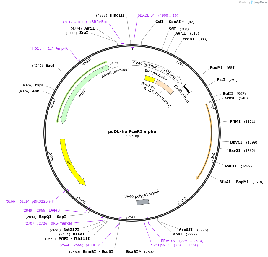 8365-plasmid-map-sequence-id-495919
