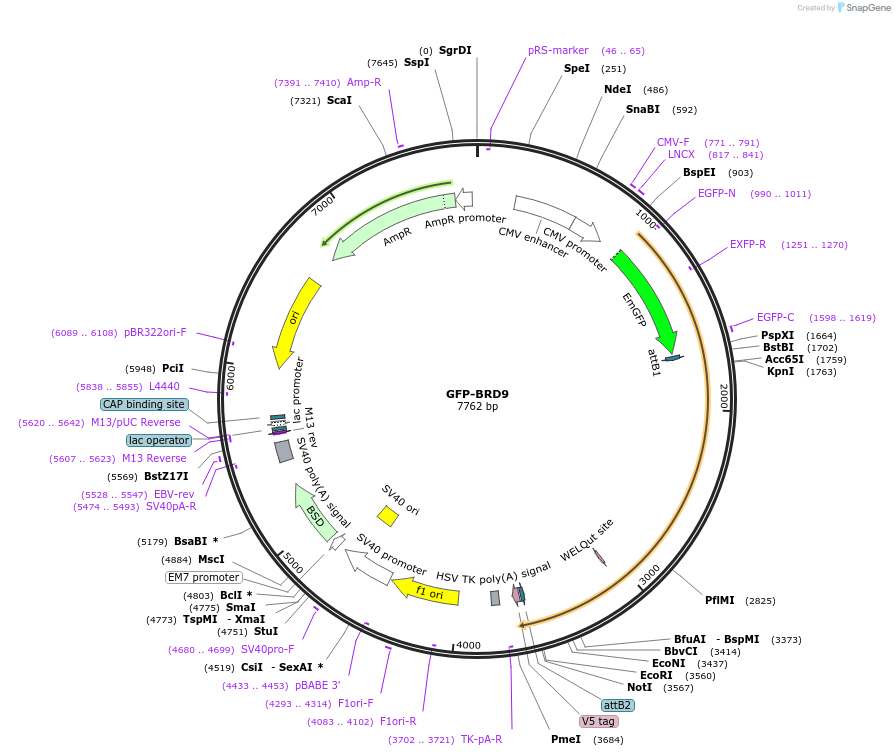 65380-plasmid-map-sequence-id-495936