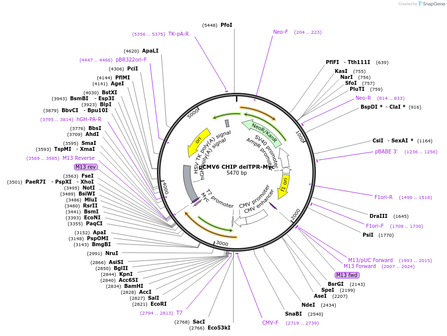 246737-plasmid-map-sequence-id-495953