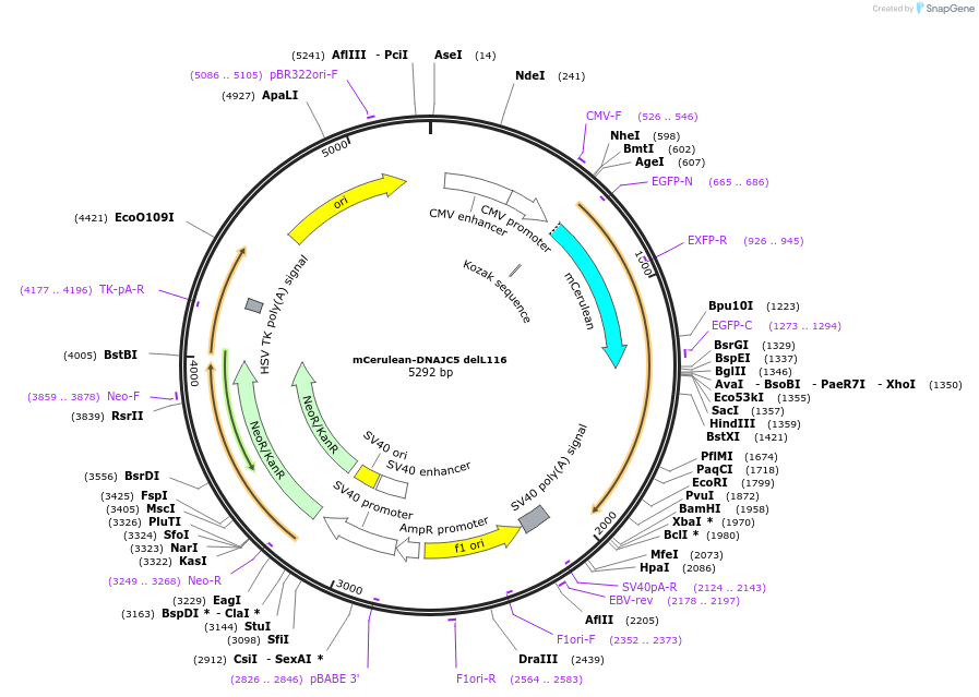 246731-plasmid-map-sequence-id-495955