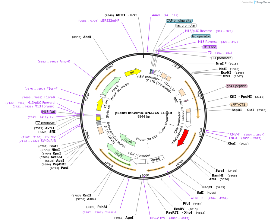 246750-plasmid-map-sequence-id-495957