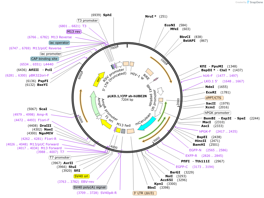 246752-plasmid-map-sequence-id-495958