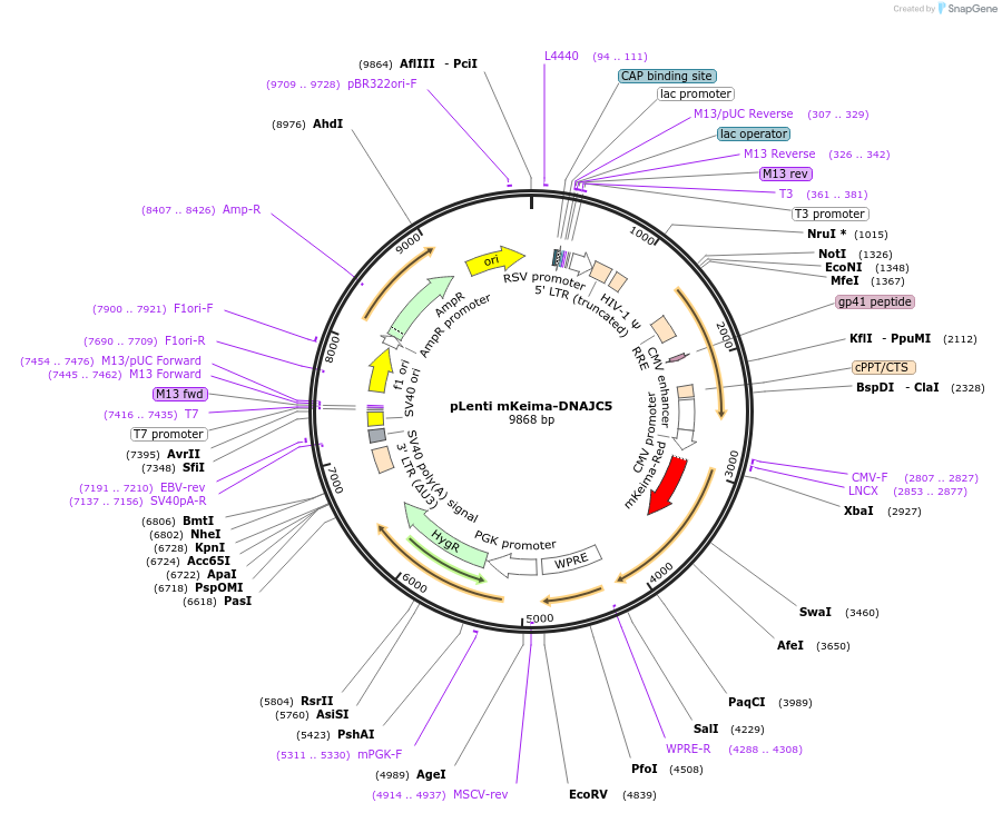 246747-plasmid-map-sequence-id-495959