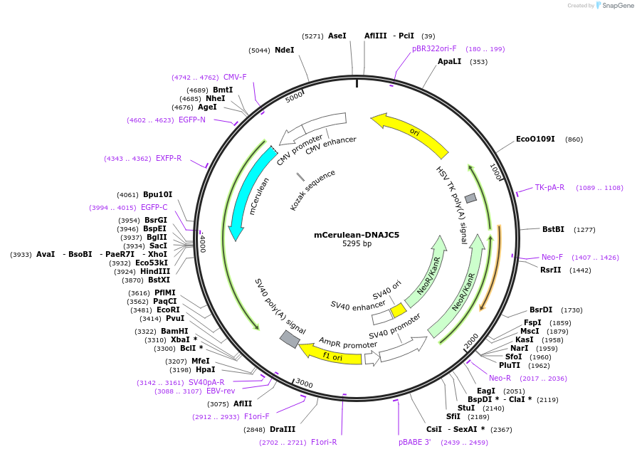 246730-plasmid-map-sequence-id-495963