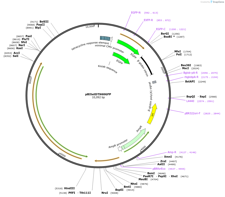 80419-plasmid-map-sequence-id-495965