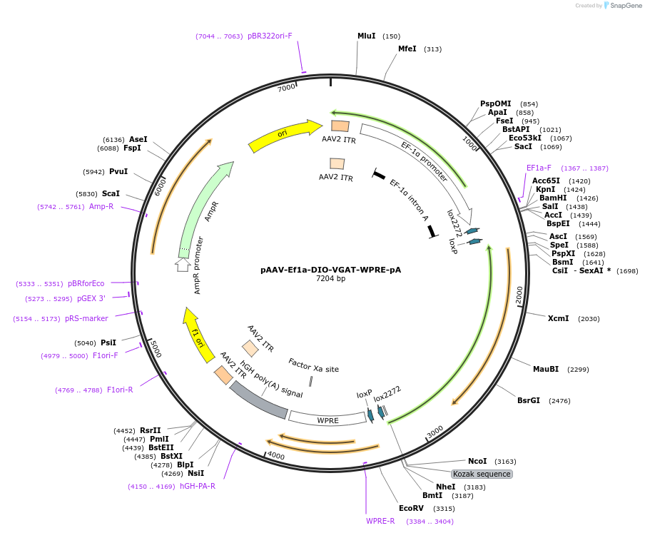 39320-plasmid-map-sequence-id-49597