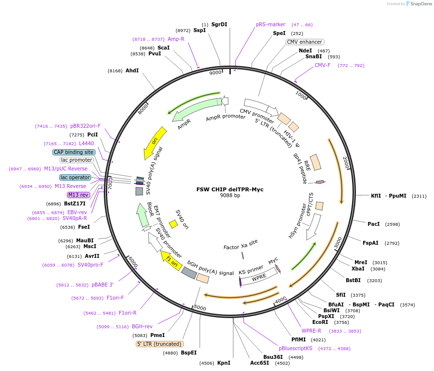 246722-plasmid-map-sequence-id-495971