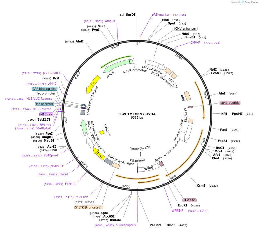 246729-plasmid-map-sequence-id-495972
