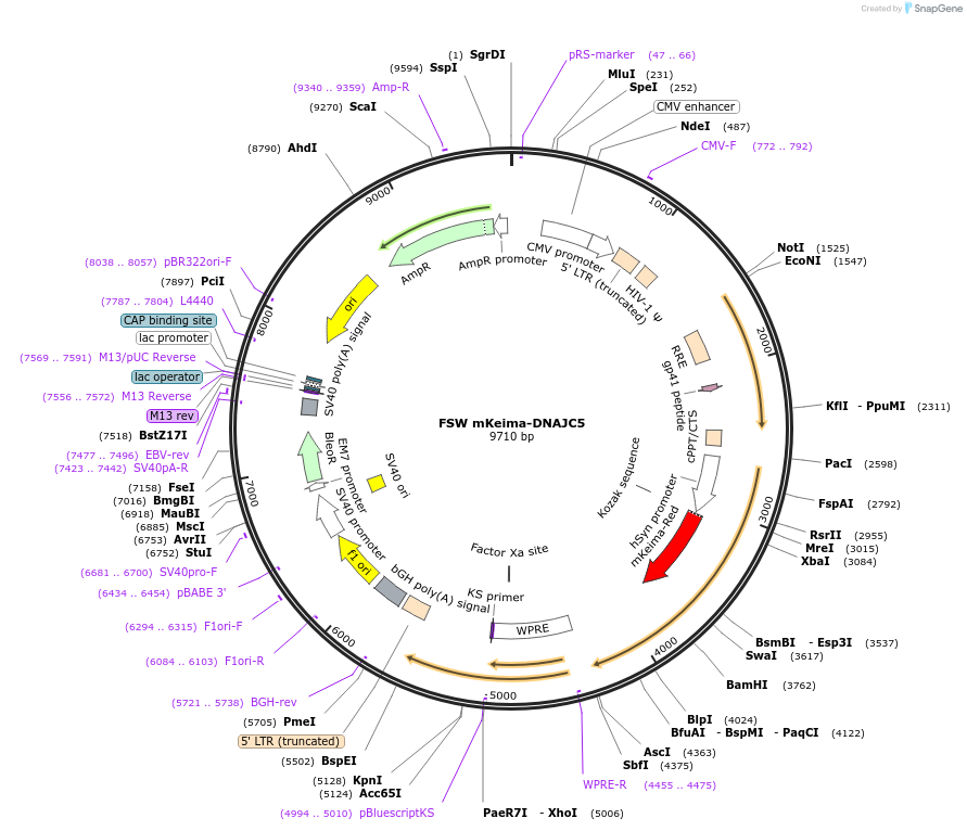 246727-plasmid-map-sequence-id-495974