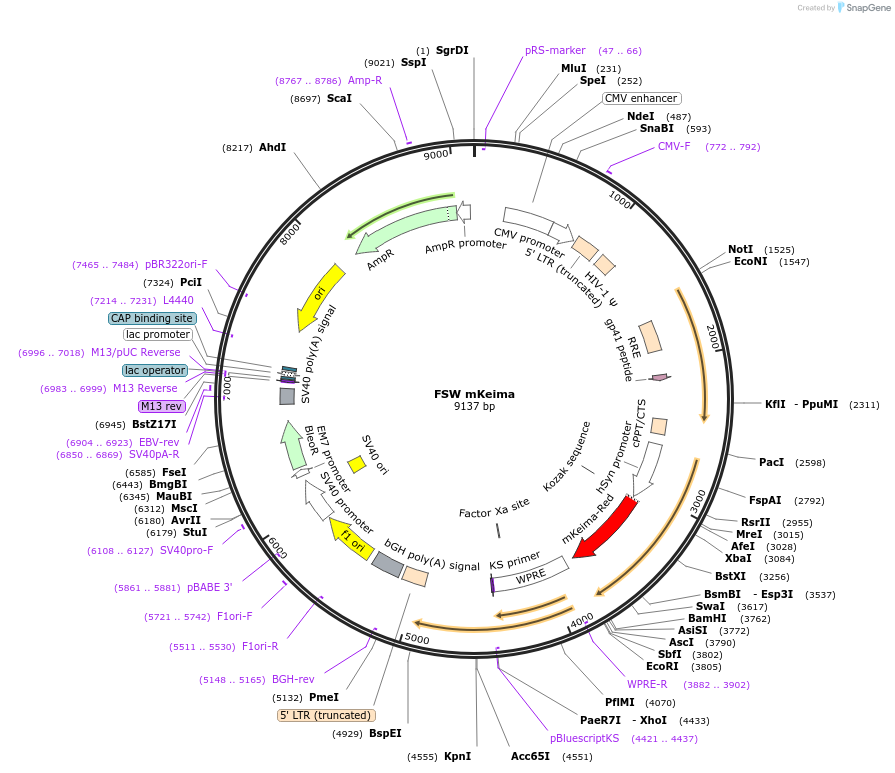 246726-plasmid-map-sequence-id-495975