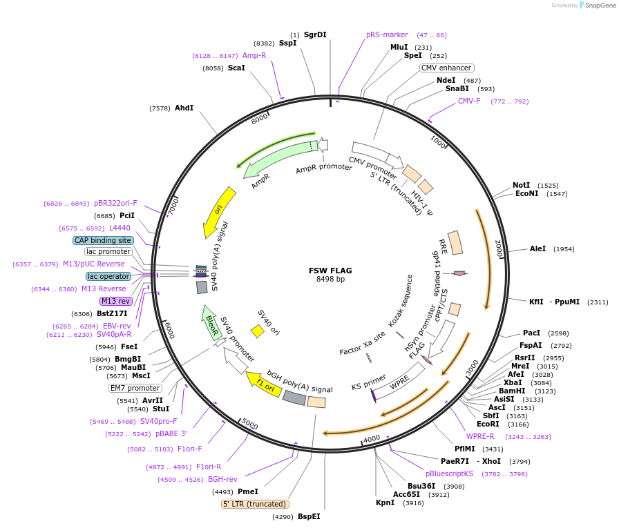 246725-plasmid-map-sequence-id-495977