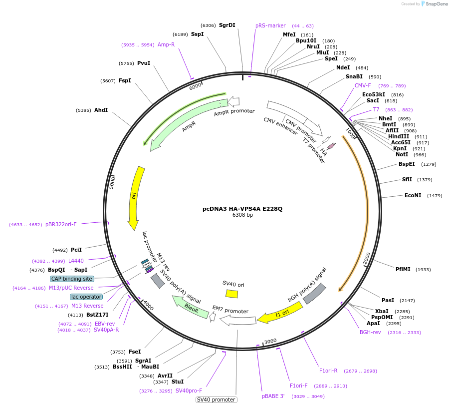 246736-plasmid-map-sequence-id-495979