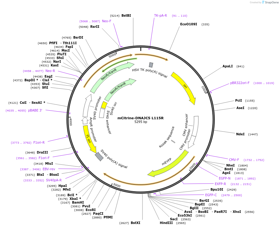 246735-plasmid-map-sequence-id-495980