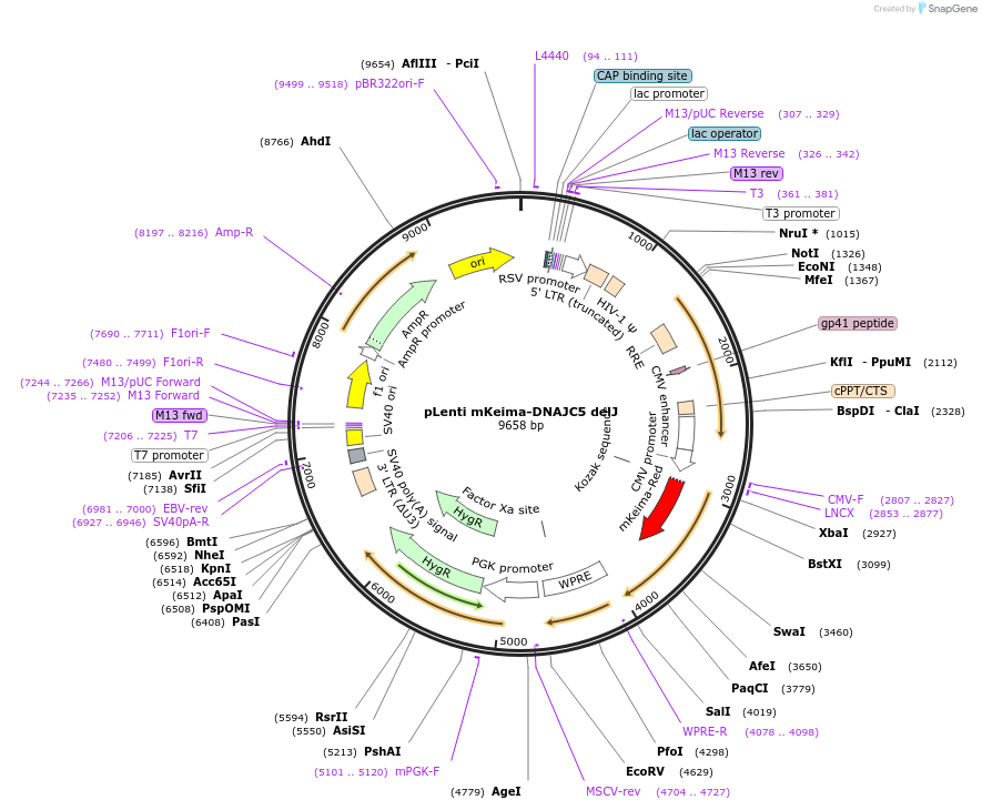 246748-plasmid-map-sequence-id-495981