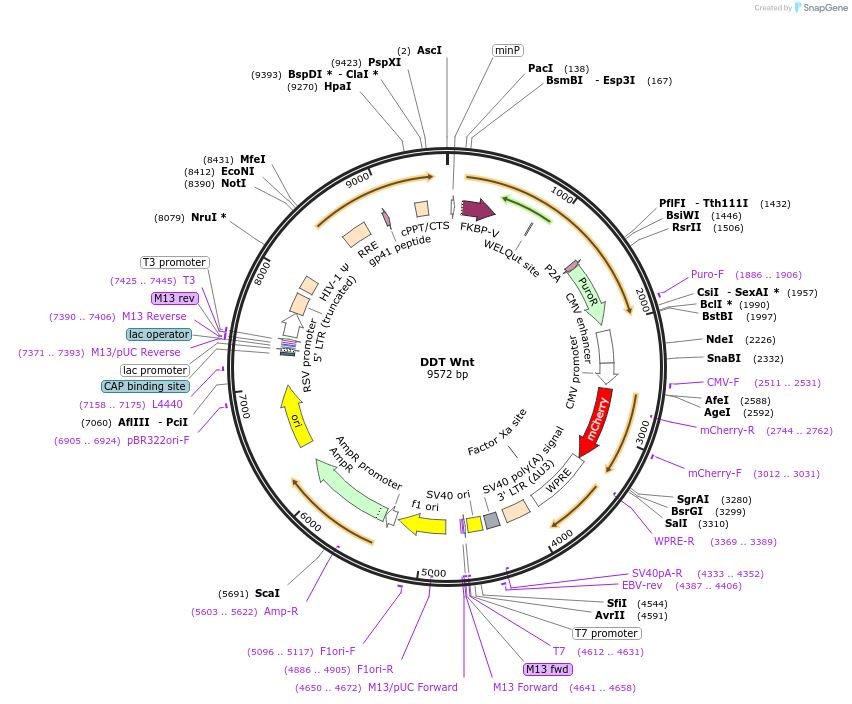 248843-plasmid-map-sequence-id-495987