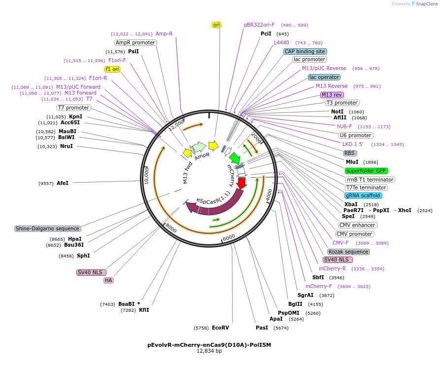 249060-plasmid-map-sequence-id-495988