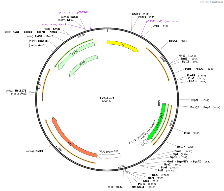 218114-plasmid-map-sequence-id-496006
