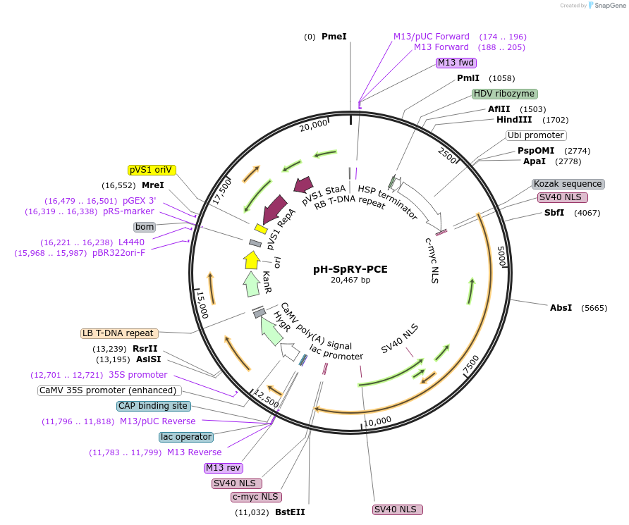 242428-plasmid-map-sequence-id-496010