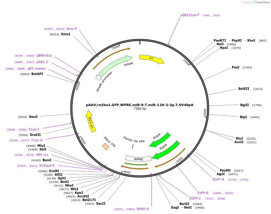 190163-plasmid-map-sequence-id-496013