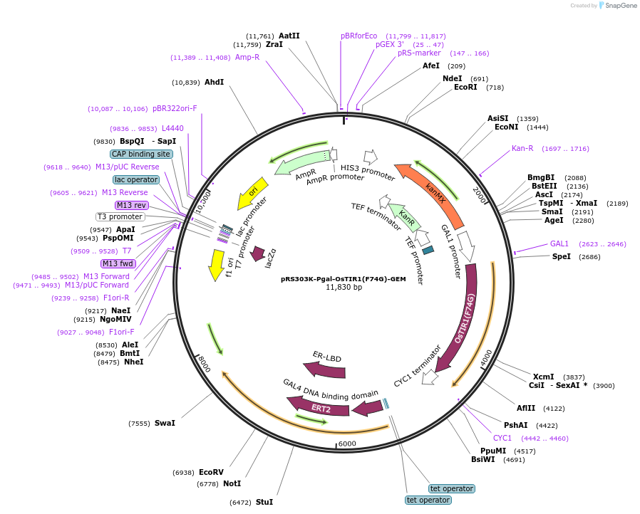 247622-plasmid-map-sequence-id-496032