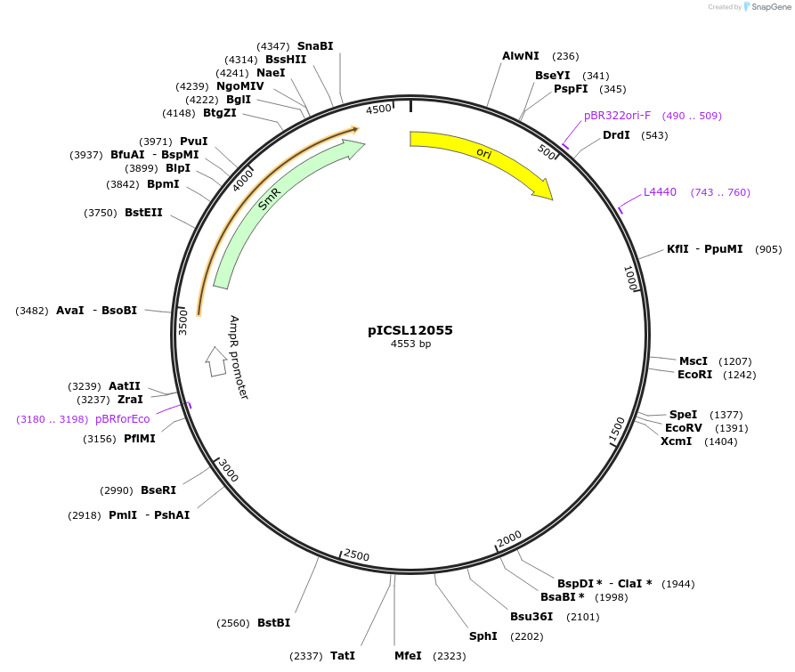 245648-plasmid-map-sequence-id-496033