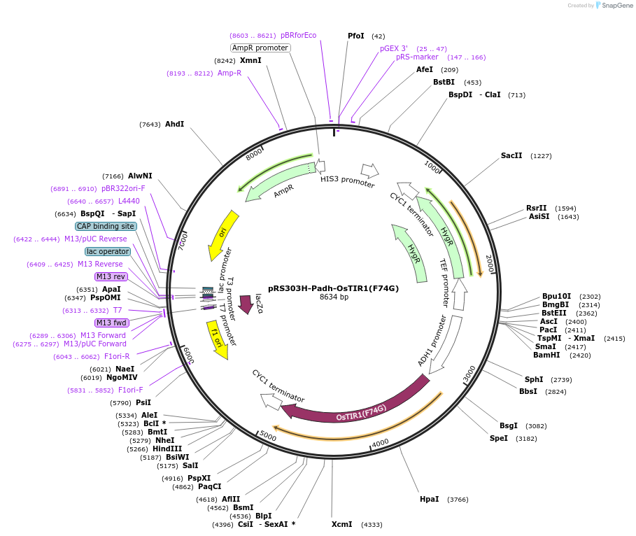 247625-plasmid-map-sequence-id-496036