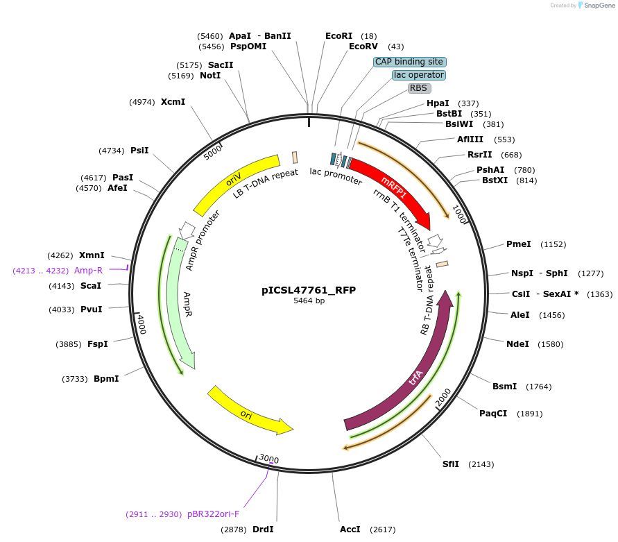 245701-plasmid-map-sequence-id-496037