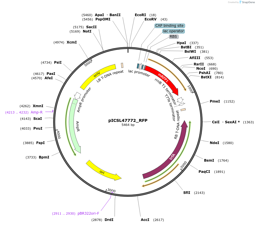 245702-plasmid-map-sequence-id-496038