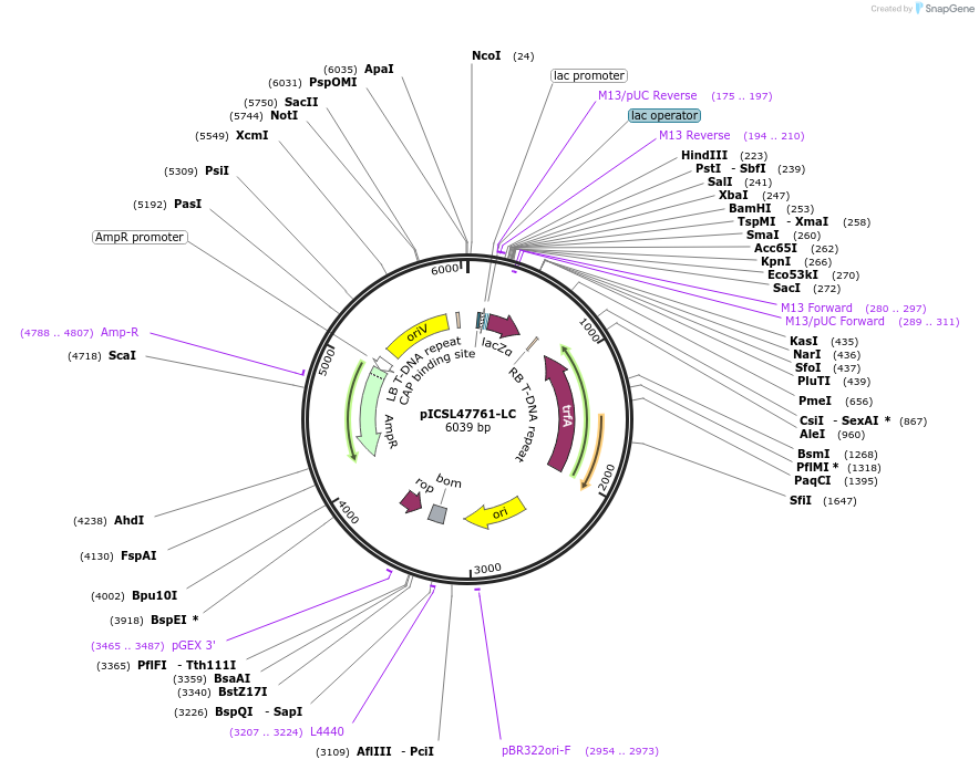 245715-plasmid-map-sequence-id-496040