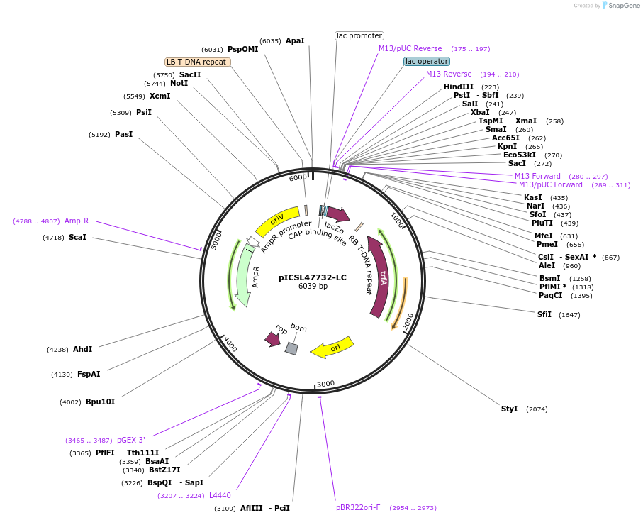 245712-plasmid-map-sequence-id-496042