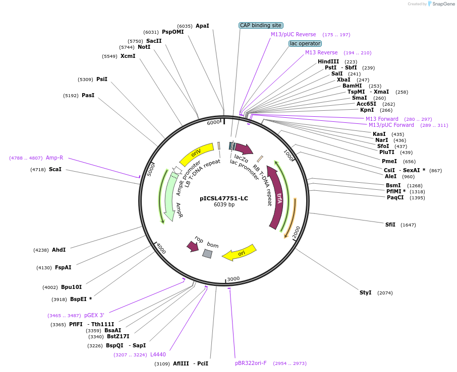 245714-plasmid-map-sequence-id-496044