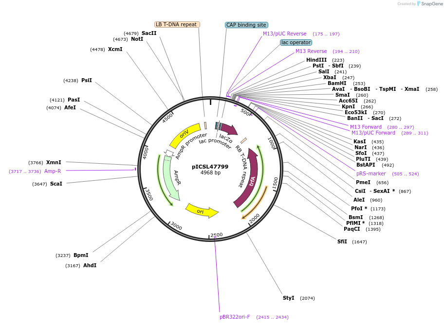 245719-plasmid-map-sequence-id-496048