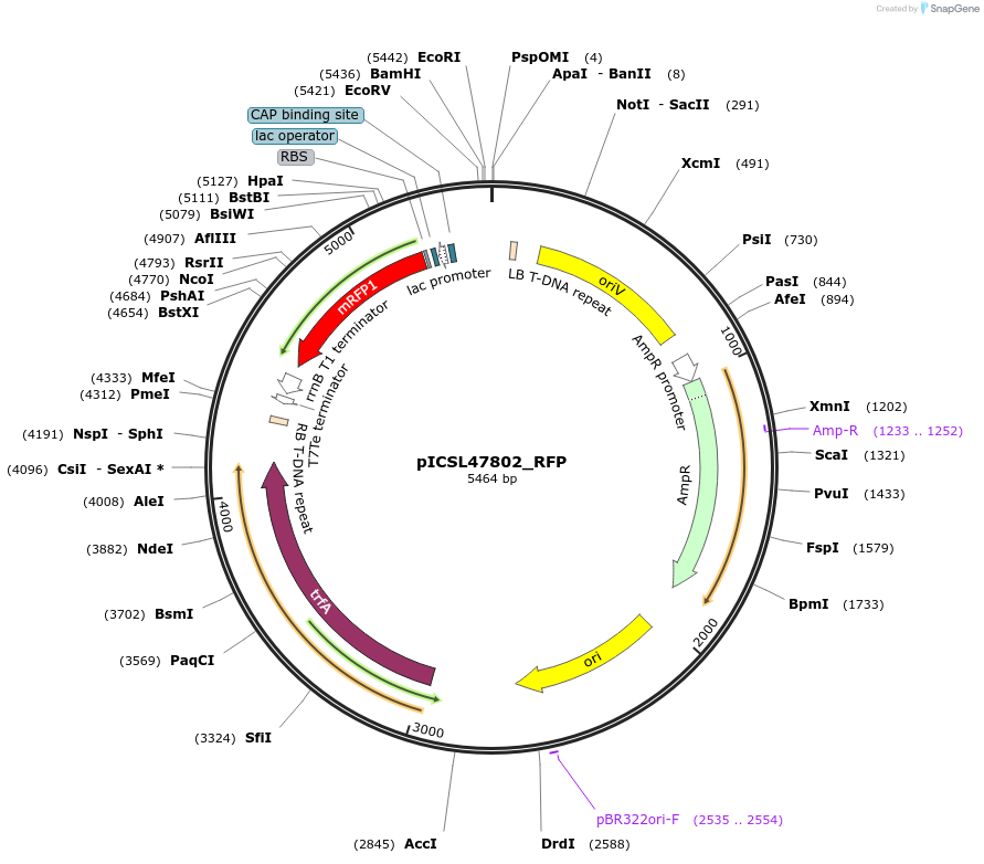 245705-plasmid-map-sequence-id-496049