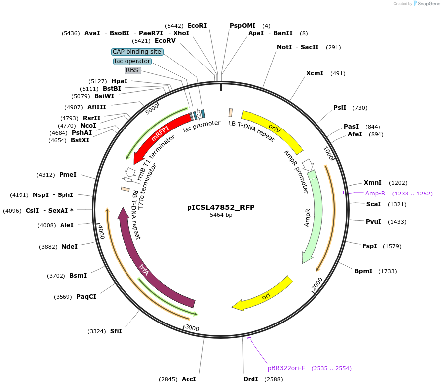245710-plasmid-map-sequence-id-496051